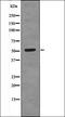 Centrosomal Protein 55 antibody, orb335922, Biorbyt, Western Blot image 