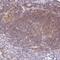 Peripherin antibody, NBP2-39008, Novus Biologicals, Immunohistochemistry frozen image 