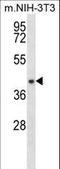 Nudix Hydrolase 9 antibody, LS-C163062, Lifespan Biosciences, Western Blot image 
