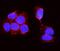 Alkaline Phosphatase, Biomineralization Associated antibody, GTX03390, GeneTex, Immunocytochemistry image 