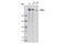 Pericentriolar Material 1 antibody, 5213S, Cell Signaling Technology, Western Blot image 