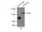 Fermitin Family Member 2 antibody, 11453-1-AP, Proteintech Group, Immunoprecipitation image 