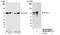 REST Corepressor 3 antibody, NB100-60637, Novus Biologicals, Western Blot image 