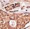 Inducible T Cell Costimulator antibody, LS-C100393, Lifespan Biosciences, Immunohistochemistry frozen image 
