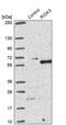 RIO Kinase 3 antibody, PA5-51615, Invitrogen Antibodies, Western Blot image 