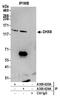 DEAH-Box Helicase 8 antibody, A300-624A, Bethyl Labs, Immunoprecipitation image 