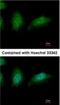 Zinc Finger HIT-Type Containing 2 antibody, NBP2-15179, Novus Biologicals, Immunofluorescence image 
