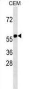 Ring Finger Protein 31 antibody, abx030907, Abbexa, Western Blot image 