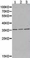 Speedy/RINGO Cell Cycle Regulator Family Member A antibody, TA323468, Origene, Western Blot image 