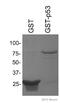 GST antibody, ab9085, Abcam, Western Blot image 