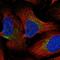 Galanin antibody, PA5-62069, Invitrogen Antibodies, Immunofluorescence image 