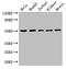 Tubulin alpha-3C/D chain antibody, LS-C395223, Lifespan Biosciences, Western Blot image 
