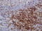 CD7 Molecule antibody, TA327651, Origene, Immunohistochemistry frozen image 