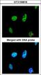 TatD DNase Domain Containing 1 antibody, LS-C185840, Lifespan Biosciences, Immunocytochemistry image 