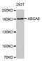 ATP Binding Cassette Subfamily A Member 6 antibody, TA332582, Origene, Western Blot image 