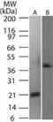 TNF Superfamily Member 11 antibody, NB100-56392, Novus Biologicals, Western Blot image 