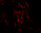 TNF Alpha Induced Protein 3 antibody, 5145, ProSci Inc, Immunofluorescence image 