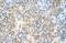 Replication Factor C Subunit 5 antibody, NBP1-58108, Novus Biologicals, Immunohistochemistry frozen image 