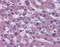 Coagulation Factor VII antibody, orb88610, Biorbyt, Immunohistochemistry paraffin image 