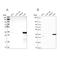 Sulfotransferase Family 2A Member 1 antibody, NBP2-32604, Novus Biologicals, Western Blot image 