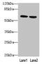 Butyrophilin Subfamily 2 Member A2 antibody, CSB-PA848825LA01HU, Cusabio, Western Blot image 
