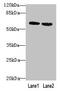 Butyrophilin subfamily 2 member A2 antibody, CSB-PA848825LA01HU, Cusabio, Western Blot image 