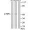 Lymphotoxin Beta Receptor antibody, A00942, Boster Biological Technology, Western Blot image 