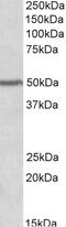 Cytochrome B5 Reductase 3 antibody, 42-440, ProSci, Enzyme Linked Immunosorbent Assay image 