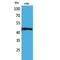 TNF Receptor Superfamily Member 25 antibody, LS-C386897, Lifespan Biosciences, Western Blot image 