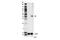 Indoleamine 2,3-Dioxygenase 1 antibody, 68572S, Cell Signaling Technology, Western Blot image 