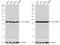 Tyrosine 3-Monooxygenase/Tryptophan 5-Monooxygenase Activation Protein Theta antibody, NBP1-31537, Novus Biologicals, Western Blot image 