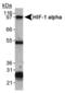 HIF1-alpha antibody, MA1-16511, Invitrogen Antibodies, Immunoprecipitation image 
