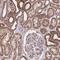 Nudix Hydrolase 21 antibody, PA5-54101, Invitrogen Antibodies, Immunohistochemistry frozen image 