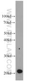 GM2 Ganglioside Activator antibody, 66080-1-Ig, Proteintech Group, Western Blot image 