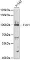 Cullin 1 antibody, GTX53945, GeneTex, Western Blot image 