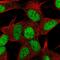 Zinc Finger Protein 781 antibody, HPA062512, Atlas Antibodies, Immunofluorescence image 