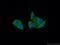 Defensin Alpha 1B antibody, 18057-1-AP, Proteintech Group, Immunofluorescence image 