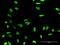 Jupiter Microtubule Associated Homolog 2 antibody, H00090861-B01P, Novus Biologicals, Immunocytochemistry image 