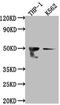 Farnesyl-Diphosphate Farnesyltransferase 1 antibody, CSB-RA909932A0HU, Cusabio, Western Blot image 