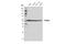 Phosphoglycerate Dehydrogenase antibody, 66350S, Cell Signaling Technology, Western Blot image 