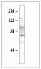 Serine And Arginine Rich Splicing Factor 3 antibody, 33-9300, Invitrogen Antibodies, Western Blot image 