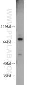 Innate Immunity Activator antibody, 21506-1-AP, Proteintech Group, Western Blot image 