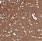 FXYD Domain Containing Ion Transport Regulator 6 antibody, NBP1-91915, Novus Biologicals, Immunohistochemistry frozen image 