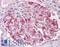 Fibroblast Growth Factor 18 antibody, LS-B7680, Lifespan Biosciences, Immunohistochemistry frozen image 