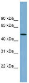 Actin Related Protein 3B antibody, TA344777, Origene, Western Blot image 