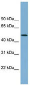 Actin Related Protein 3B antibody, TA344777, Origene, Western Blot image 