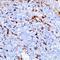 Triggering Receptor Expressed On Myeloid Cells 1 antibody, orb76100, Biorbyt, Immunohistochemistry paraffin image 