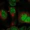 Dual Specificity Phosphatase 11 antibody, NBP2-58109, Novus Biologicals, Immunofluorescence image 