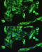 Bone Morphogenetic Protein 2 antibody, 13-091, ProSci, Immunofluorescence image 