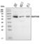 GATA Binding Protein 6 antibody, A00778-3, Boster Biological Technology, Western Blot image 